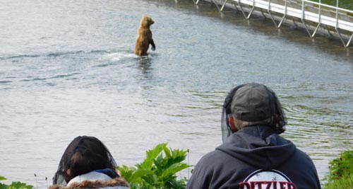 Brown bear near Frazer Lake